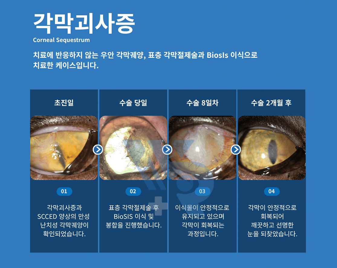 고양이 각막괴사증 치료 케이스: 초진일, 수술 당일, 수술 8일차, 수술 2개월 후