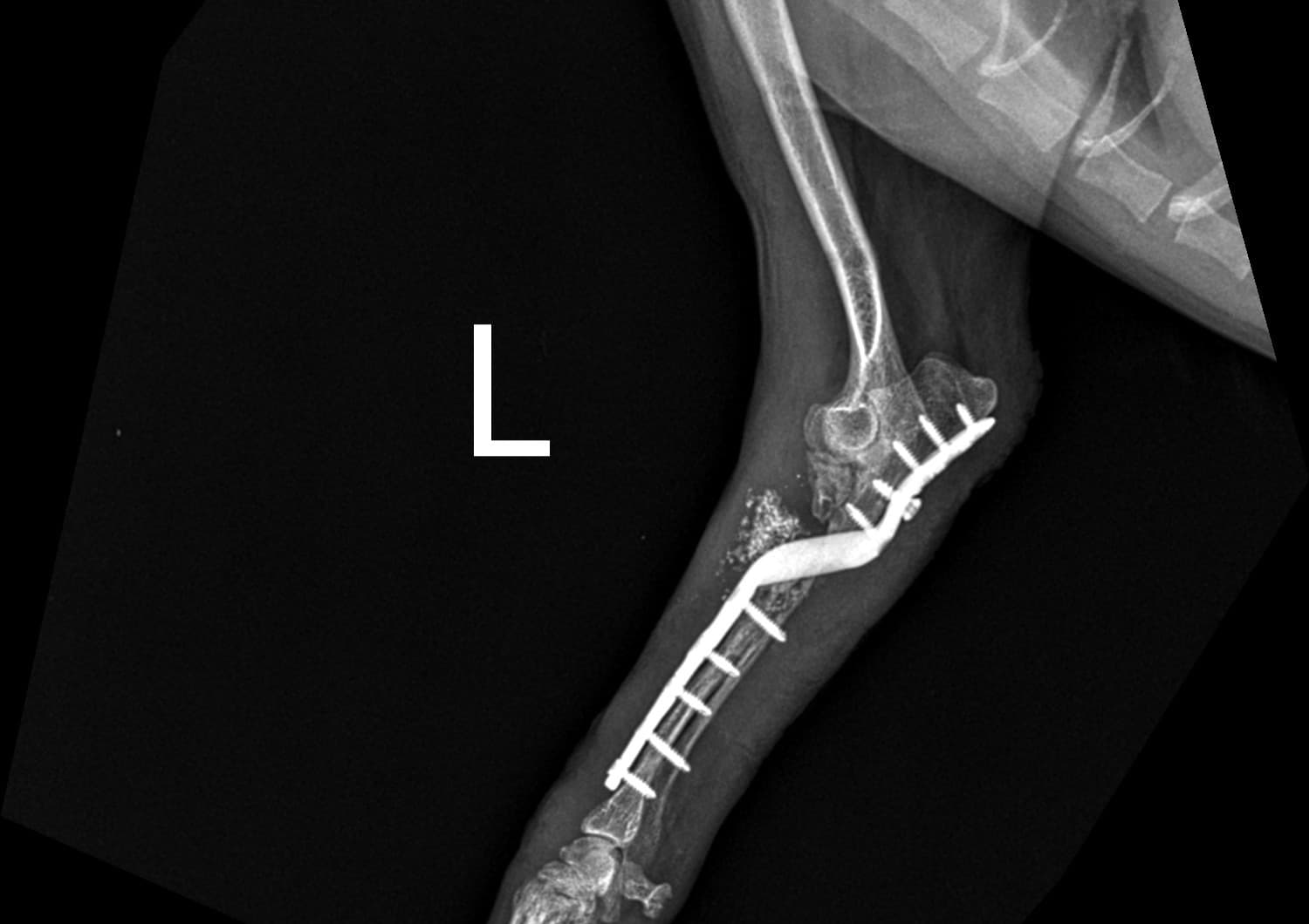X-ray image